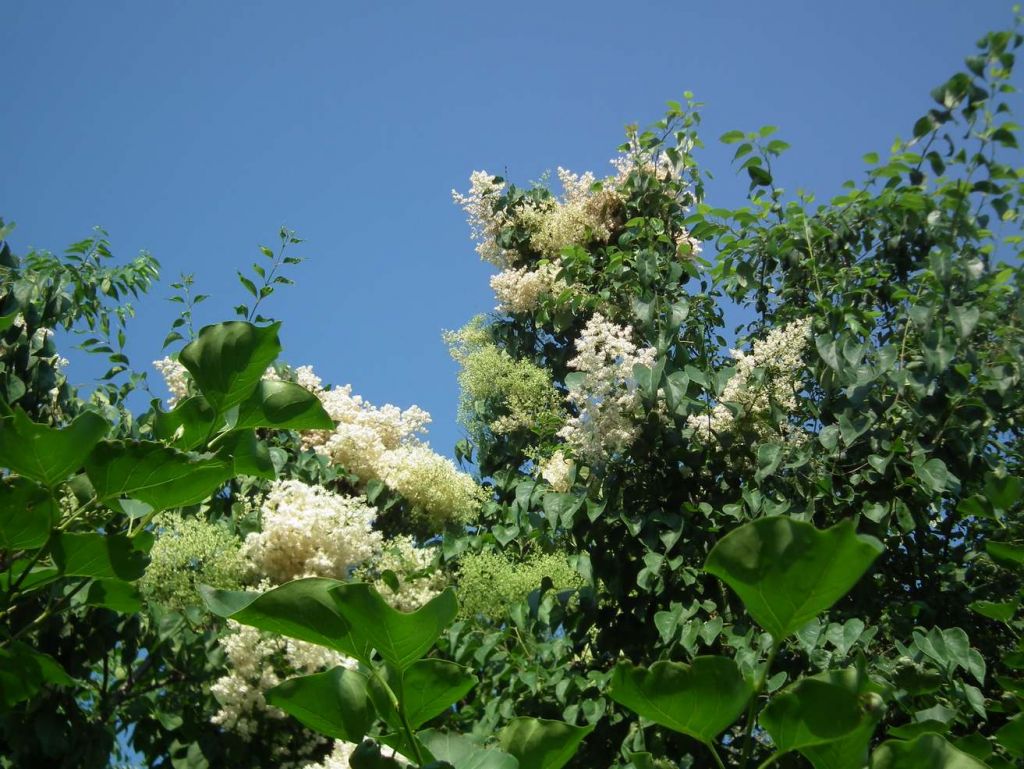 DSCF9614.JPG