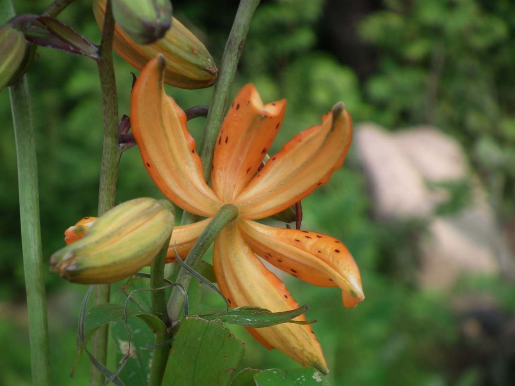 DSCF3793.JPG