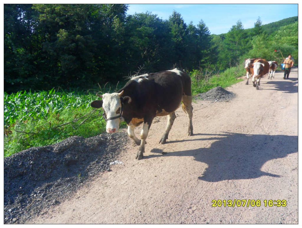 SDC10728.jpg