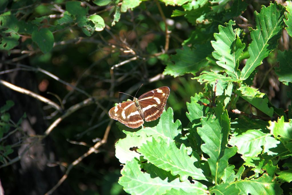 IMG_0764.jpg