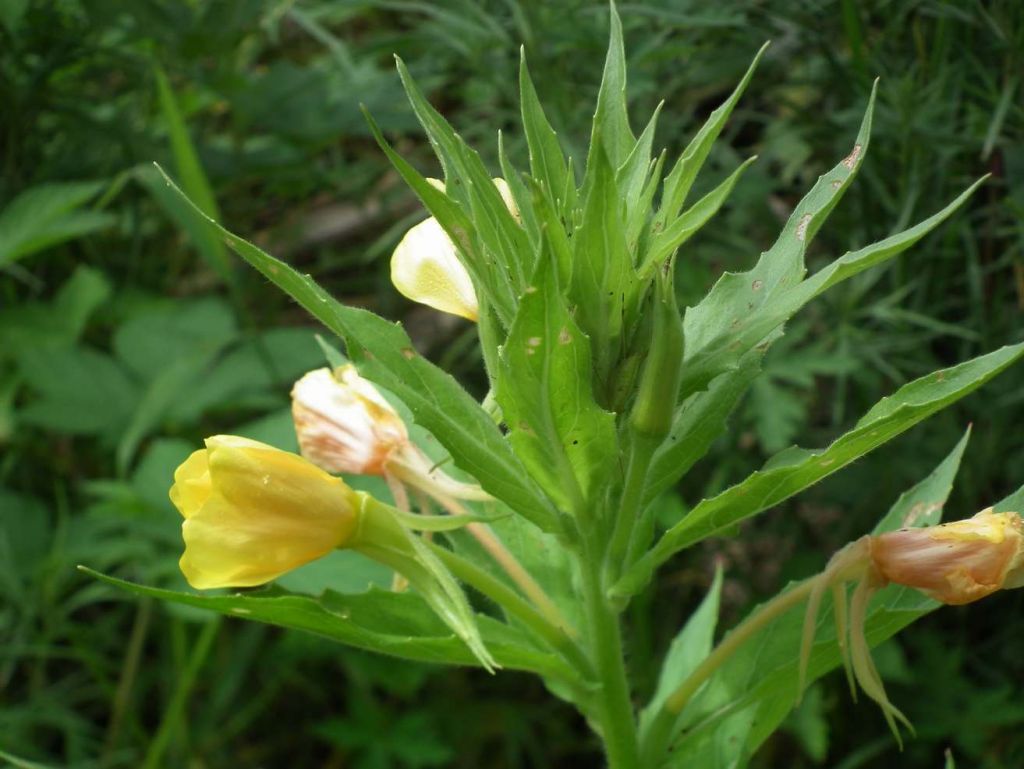 DSCF6556.JPG