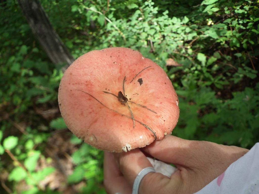 DSCF6648.JPG