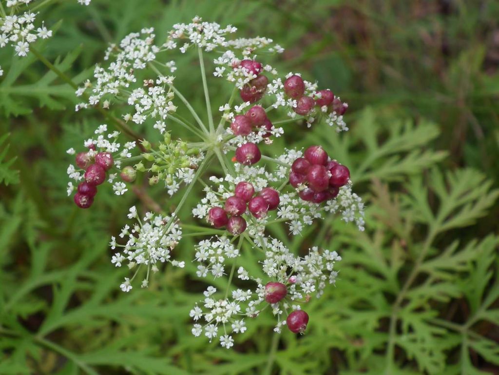 DSCF0161.JPG