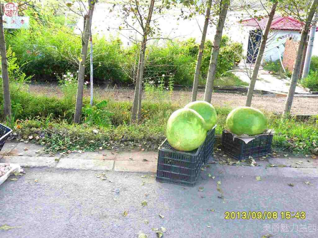 SDC12474.jpg