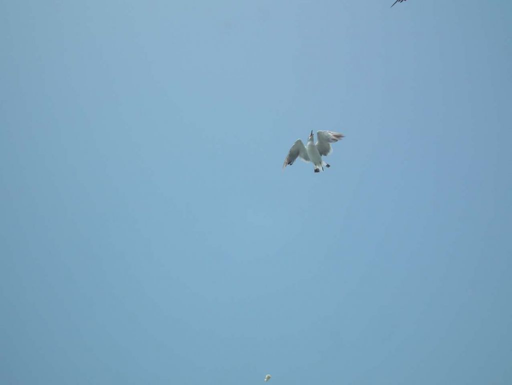 DSCF1120.JPG