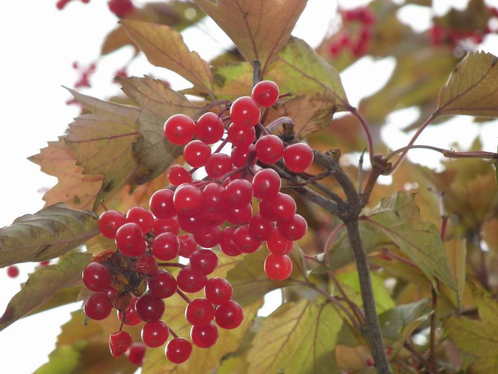 DSCF6574.JPG