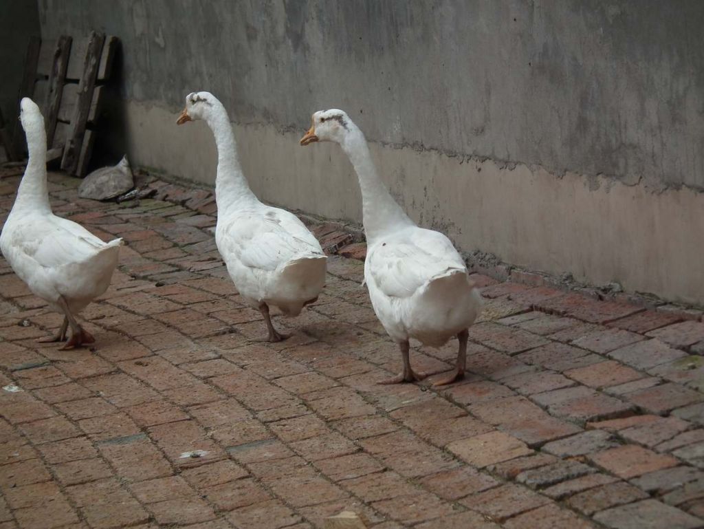 DSCF6610.JPG