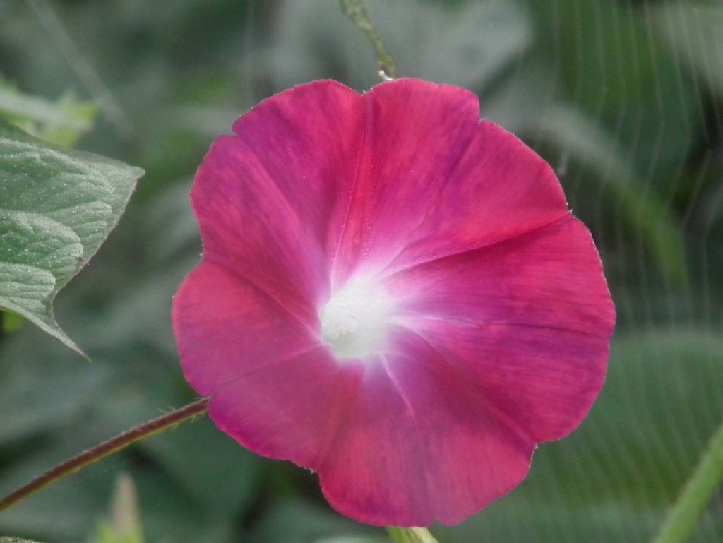 DSCF1956.JPG