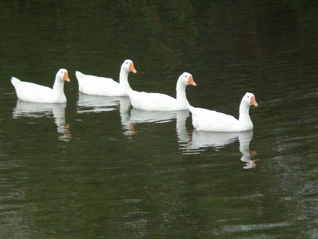 DSCF3354.JPG