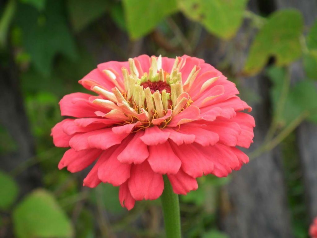 DSCF3368.JPG