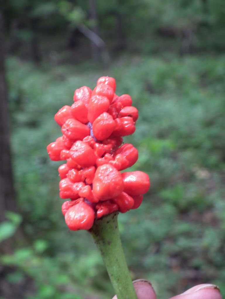 DSCF3433.JPG