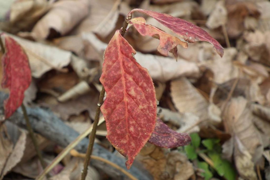 DSCF9755.JPG