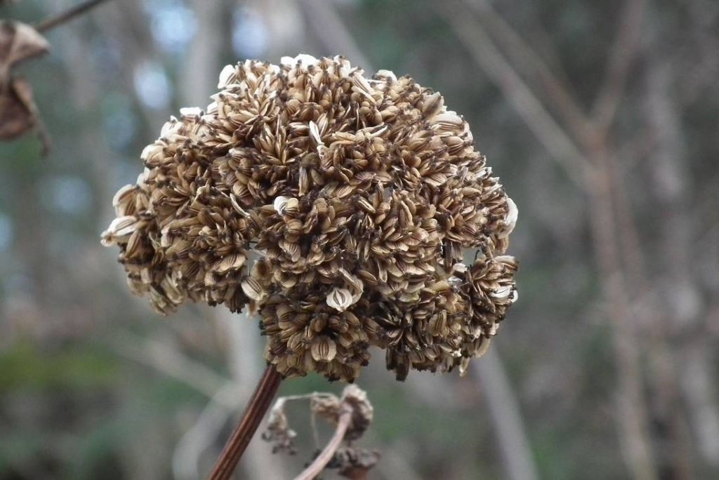 DSCF0116.JPG