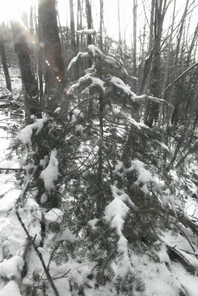 DSCF0795.JPG