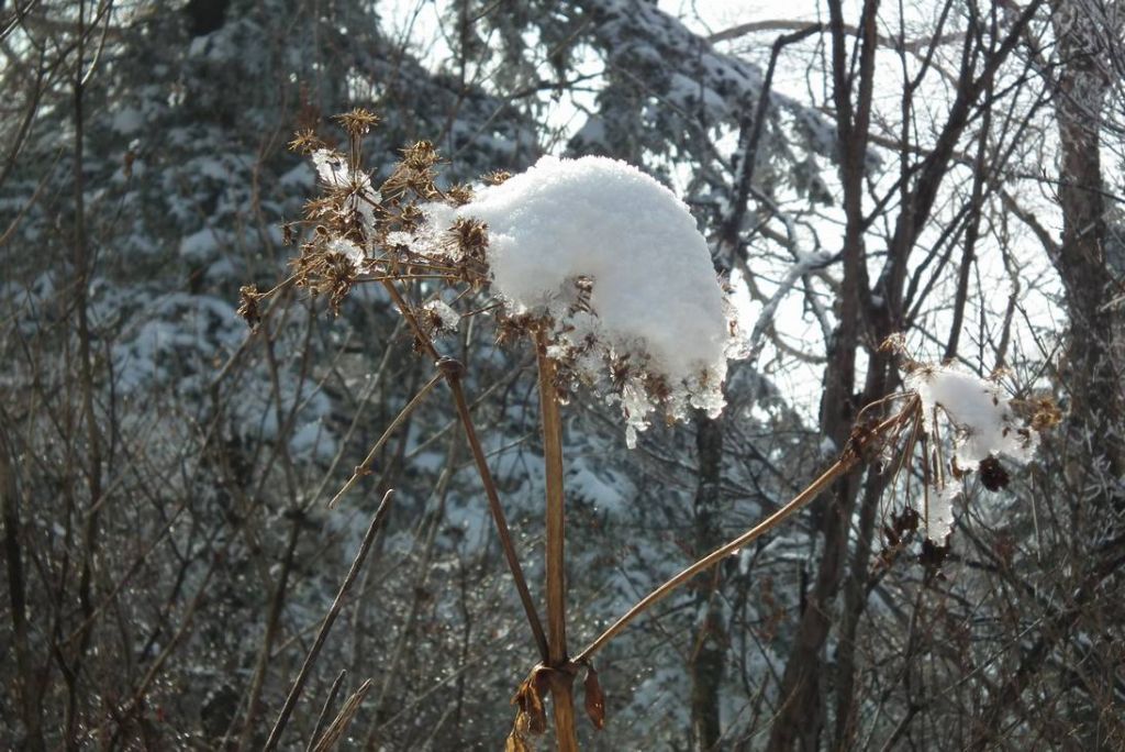 DSCF0933.JPG
