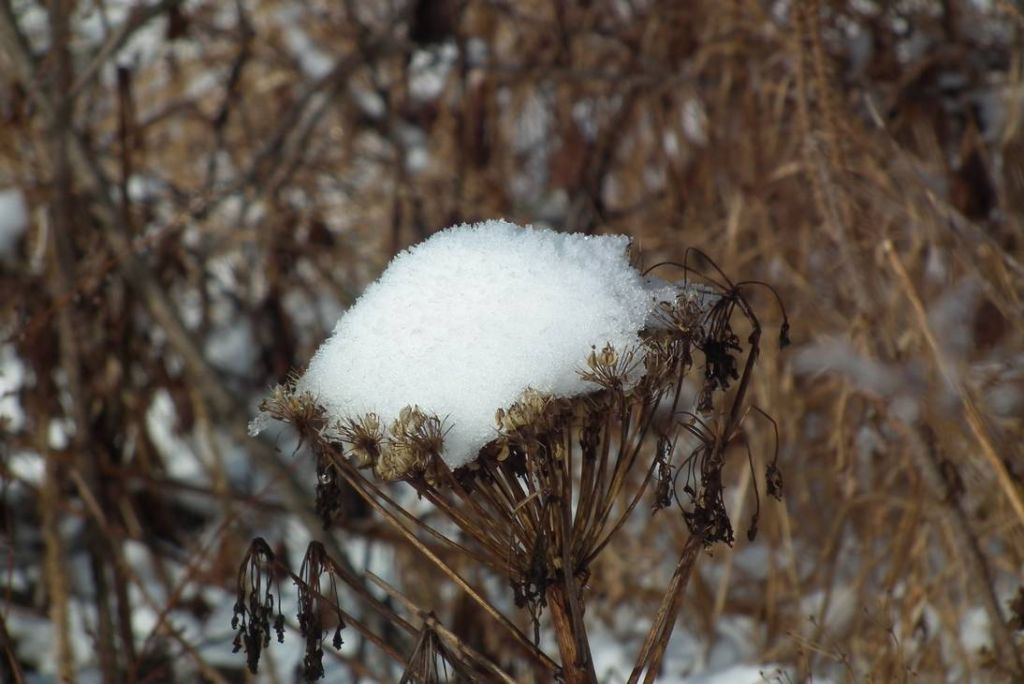 DSCF0939.JPG