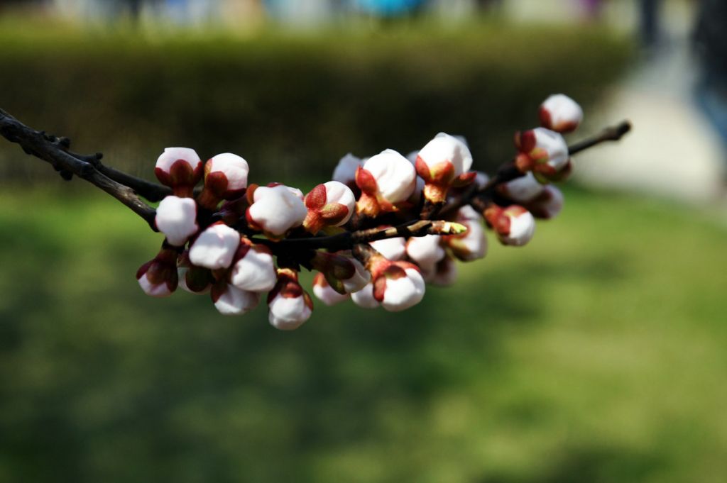 DSC_0113.JPG