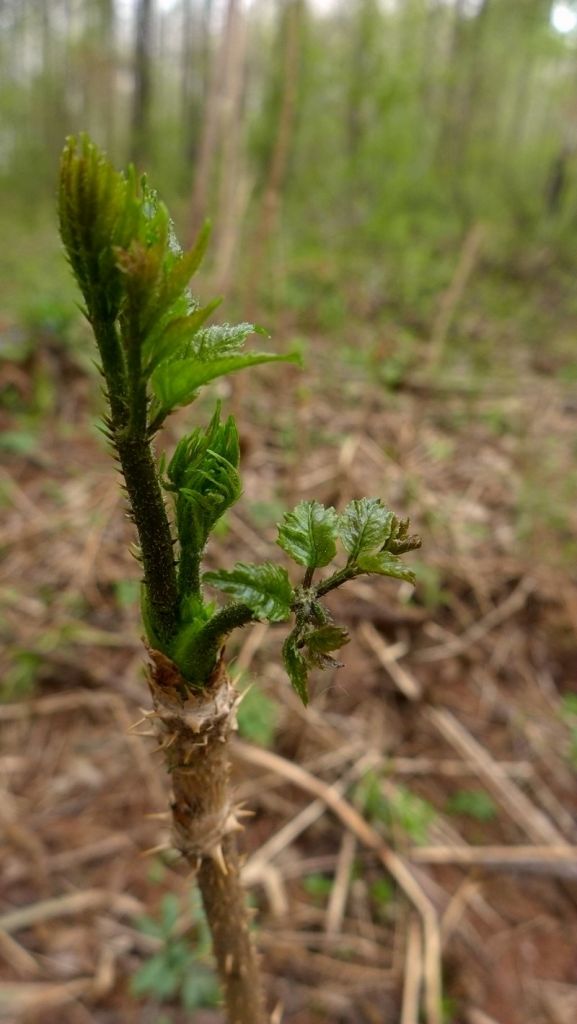 P1020477.JPG