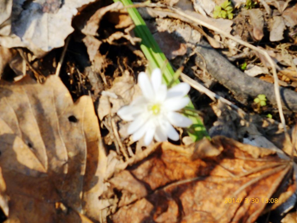 P1050160.jpg
