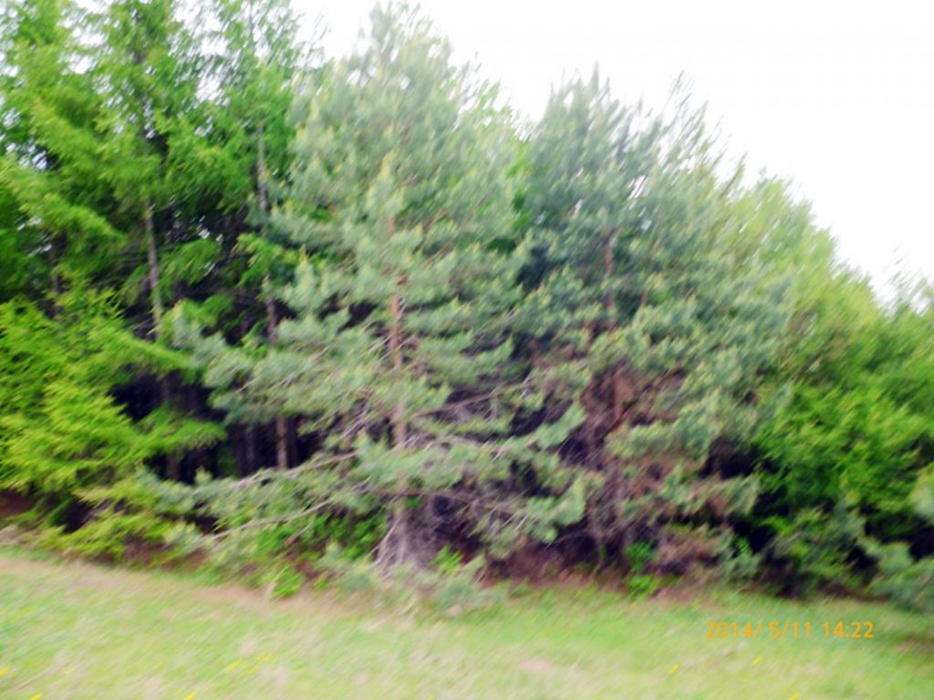P1050594.jpg