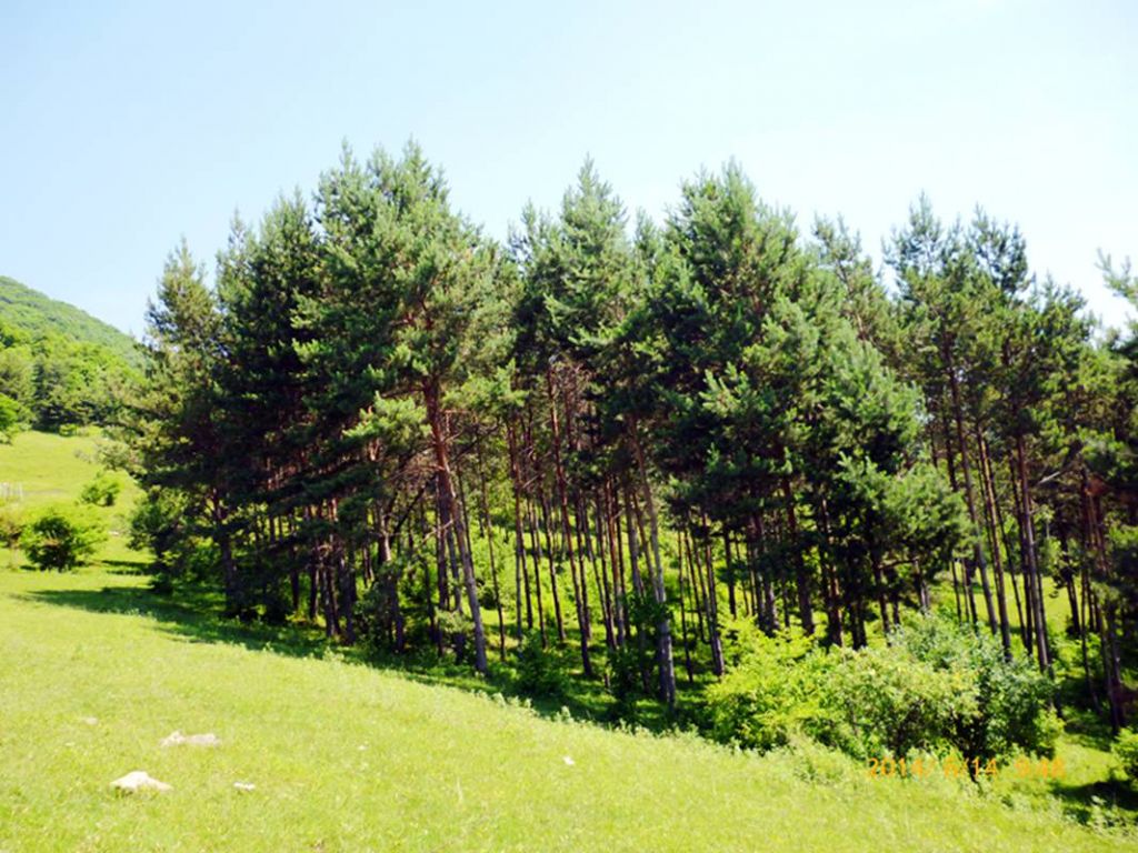 P1050762.jpg