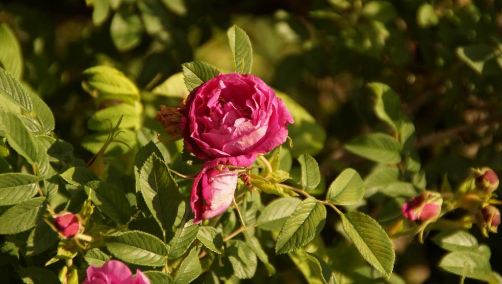 DSC01373.JPG