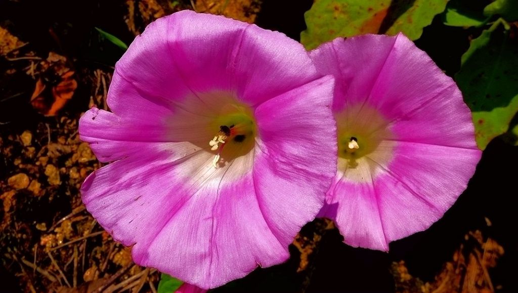 P1000456.JPG