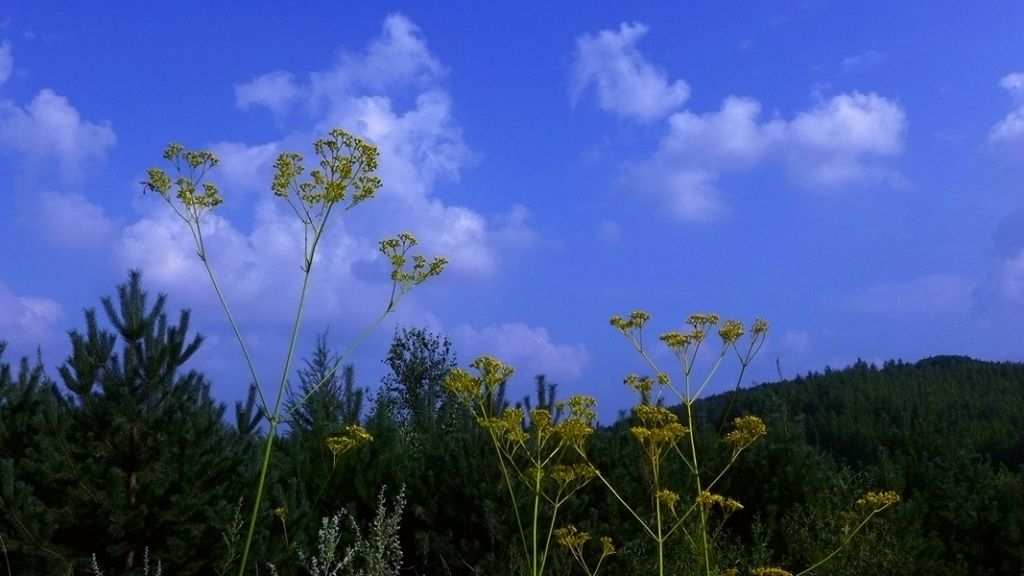 P1010264.JPG