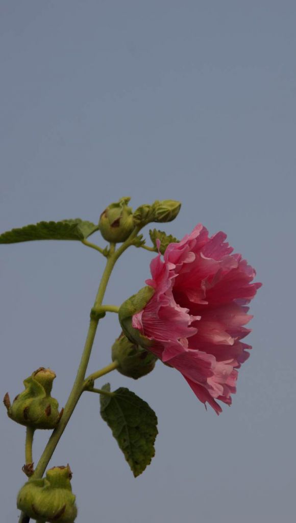 DSC01135.JPG