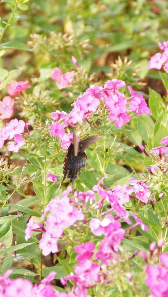 DSC01186.JPG