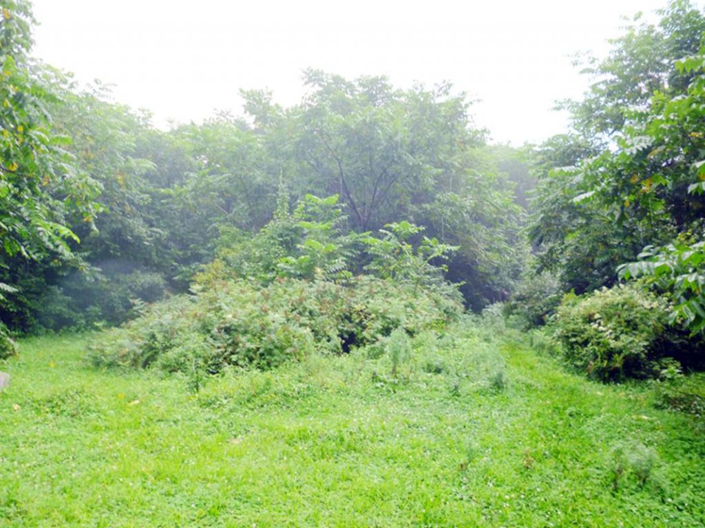 P1050883.jpg