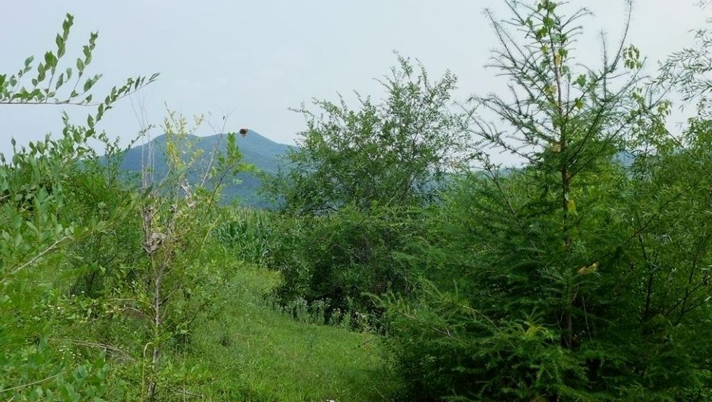 P1010022.JPG