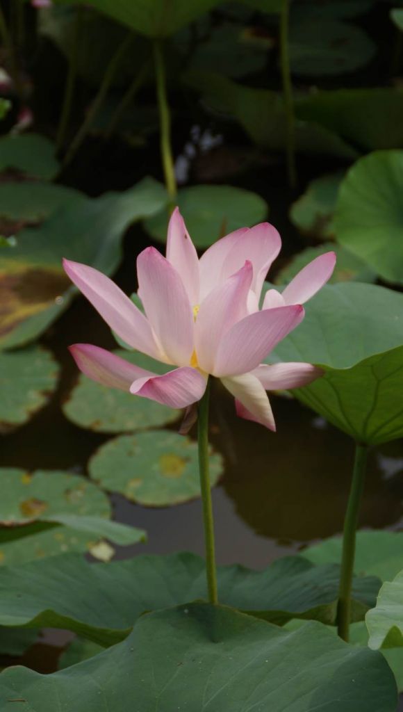 DSC06771.JPG