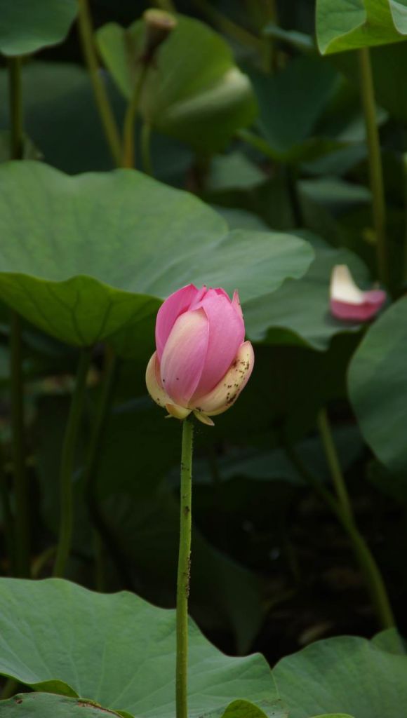 DSC06801.JPG