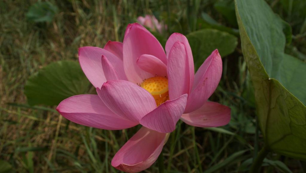 DSC06852.JPG