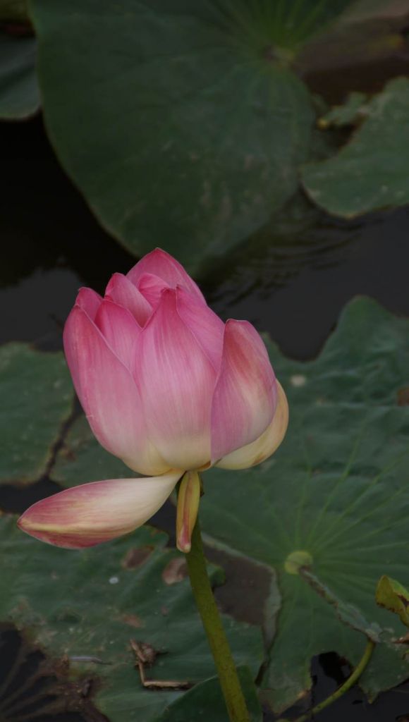 DSC07274.JPG
