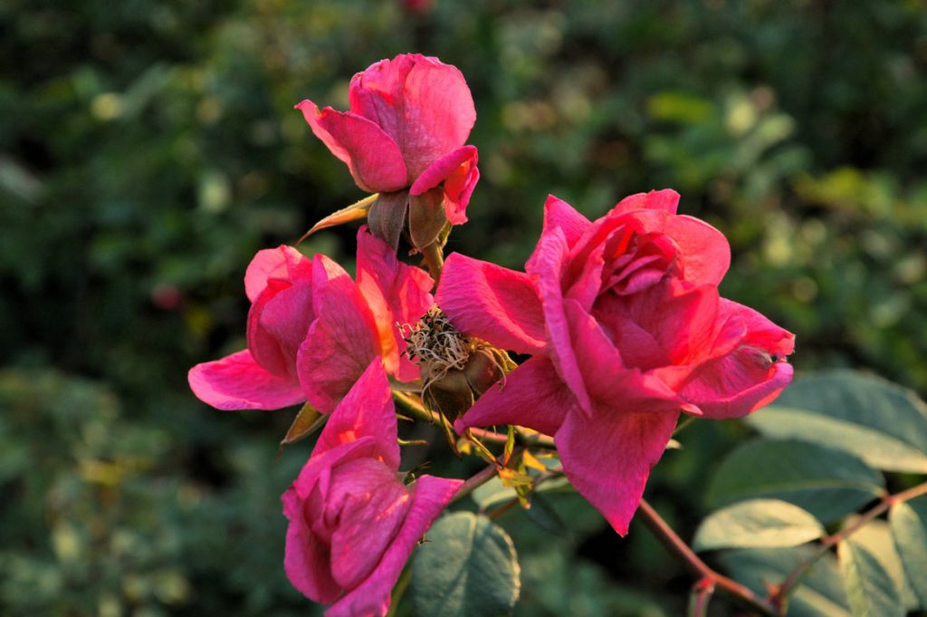 DSC_0416.JPG
