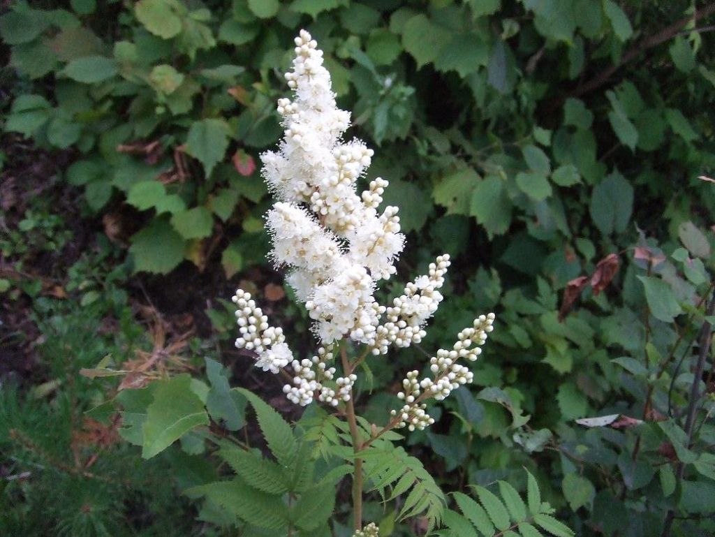 DSCF7469.JPG