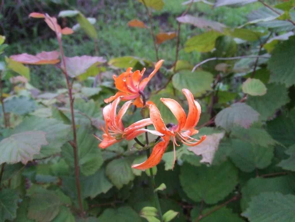DSCF7470.JPG