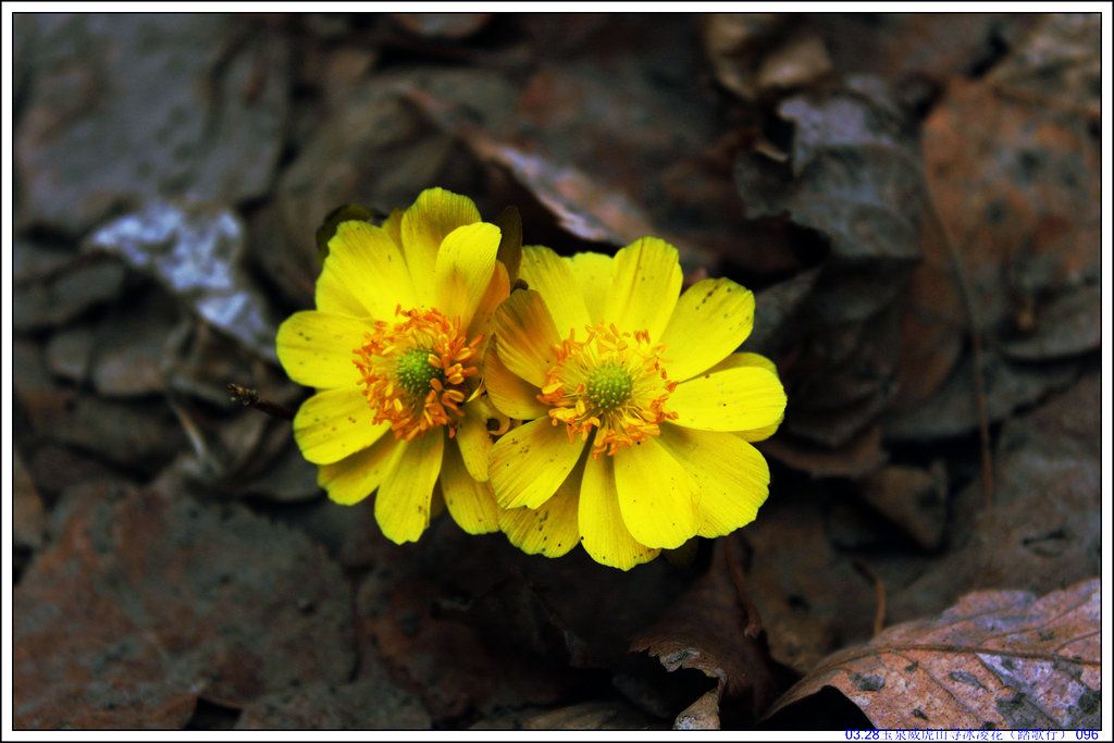 03.28��Ȫ����ɽѰ���軨��̤���У� 096.JPG