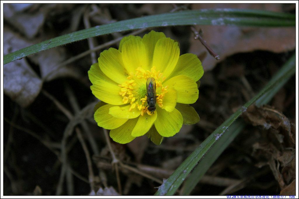 03.28��Ȫ����ɽѰ���軨��̤���У� 106.JPG