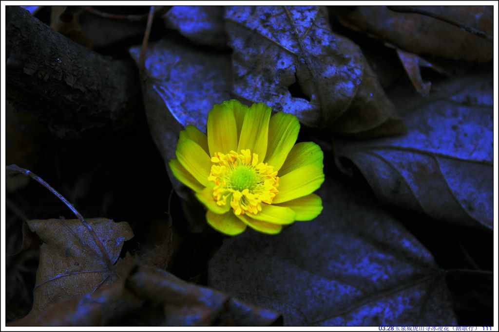 03.28��Ȫ����ɽѰ���軨��̤���У� 111.JPG