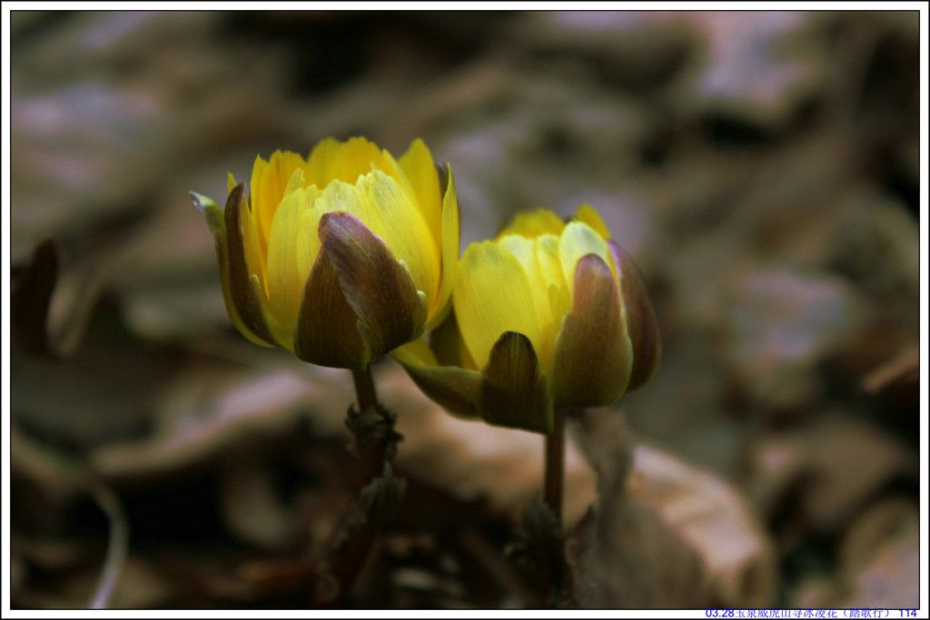 03.28��Ȫ����ɽѰ���軨��̤���У� 114.JPG