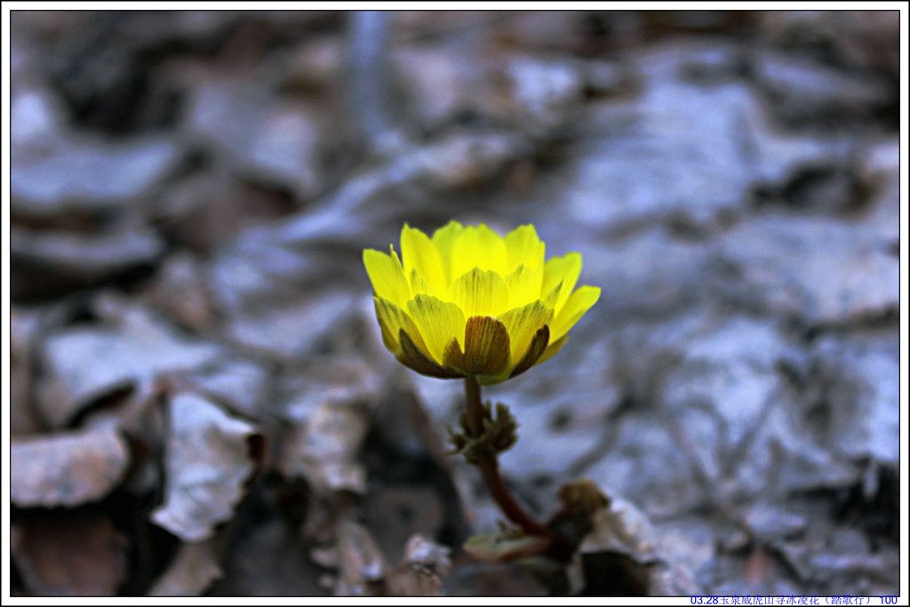 03.28��Ȫ����ɽѰ���軨��̤���У� 100.JPG