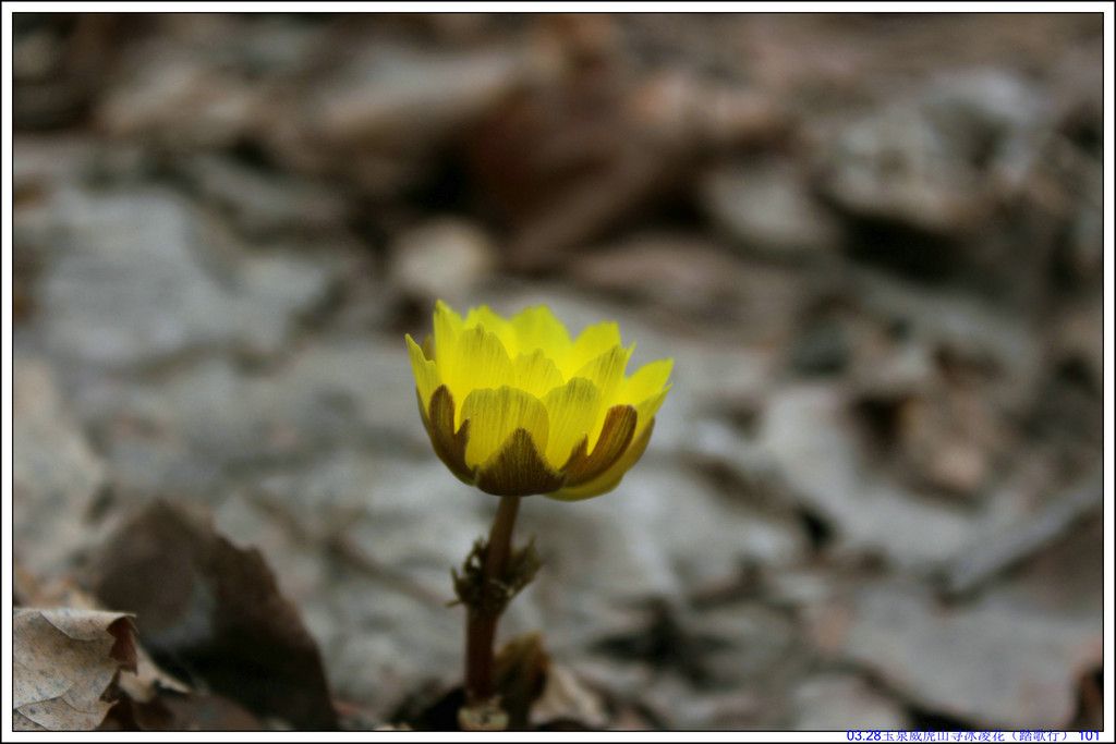 03.28��Ȫ����ɽѰ���軨��̤���У� 101.JPG