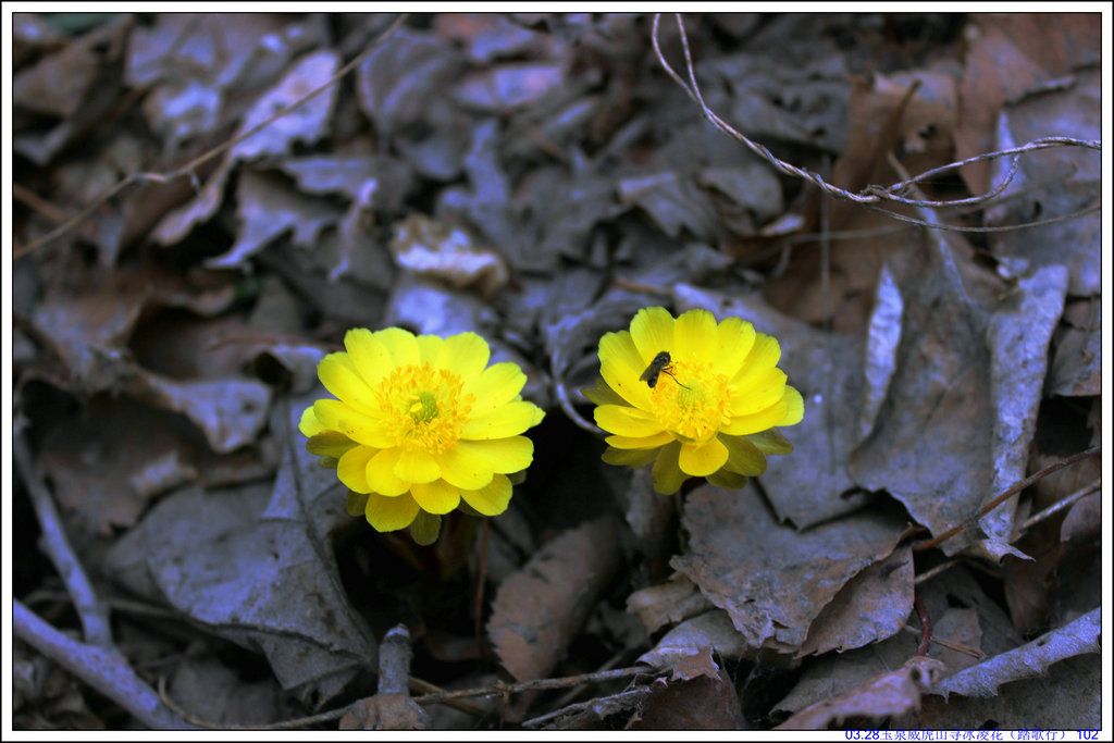 03.28��Ȫ����ɽѰ���軨��̤���У� 102.JPG