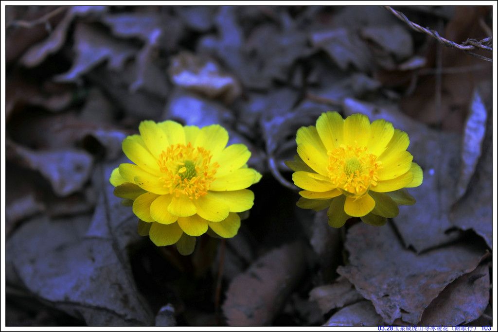 03.28��Ȫ����ɽѰ���軨��̤���У� 103.JPG