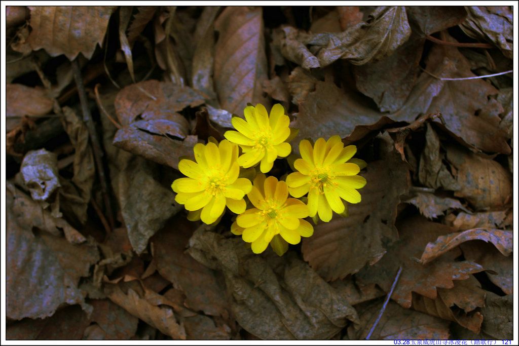 03.28��Ȫ����ɽѰ���軨��̤���У� 121.JPG