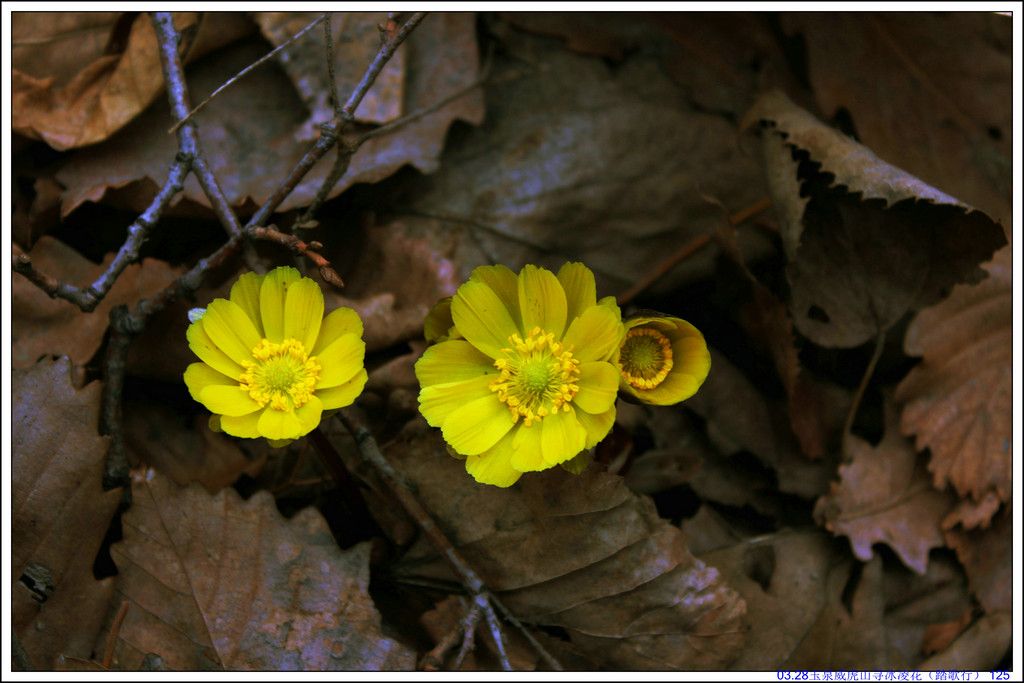 03.28��Ȫ����ɽѰ���軨��̤���У� 125.JPG