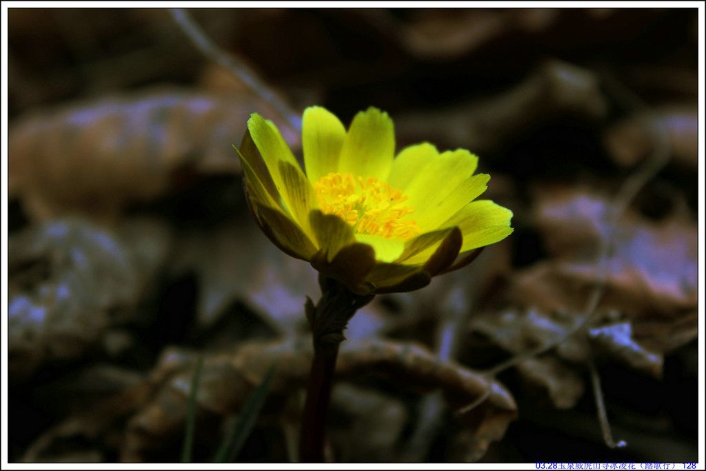 03.28��Ȫ����ɽѰ���軨��̤���У� 128.JPG